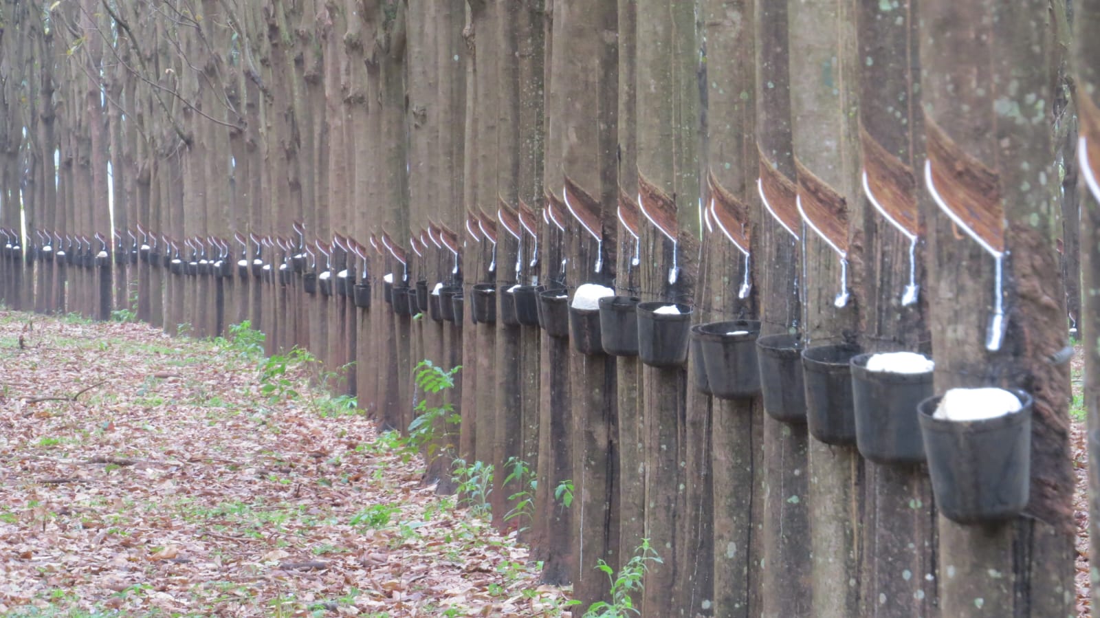 Cultivo de Seringueiras: Uma Alternativa Sustentável e Estratégica em 2025